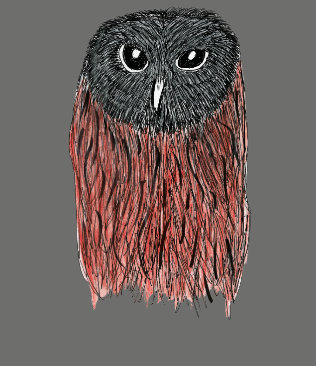 Owl - Pastel and Ink Drawings